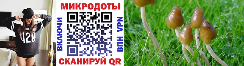 Галлюциногенные грибы Psilocybe  Приволжск 
